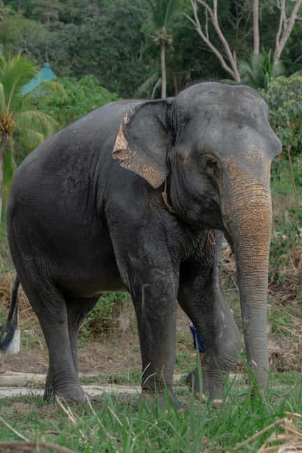 Phuket: Guided Walk Tour to Elephant Sanctuary with Transfer - The useful details at a glance