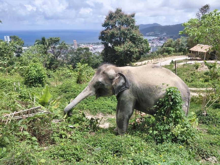 Phuket: Guided Walk Tour to Elephant Sanctuary with Transfer - Finish with a hand-feeding