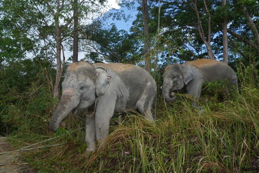 Phuket: Guided Walk Tour to Elephant Sanctuary with Transfer - A 90-minute visit with transfer questions to settle
