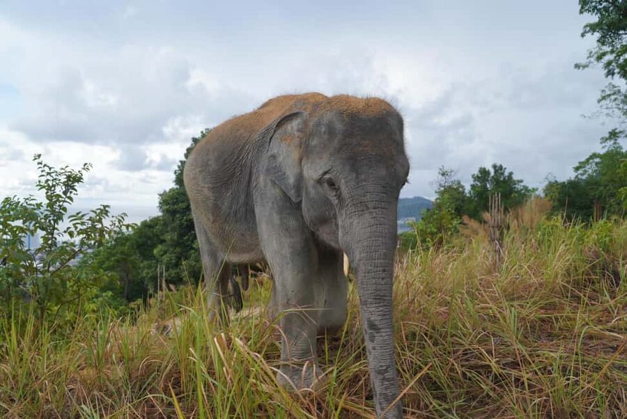 Phuket: Guided Walk Tour to Elephant Sanctuary with Transfer - Who will appreciate this visit?
