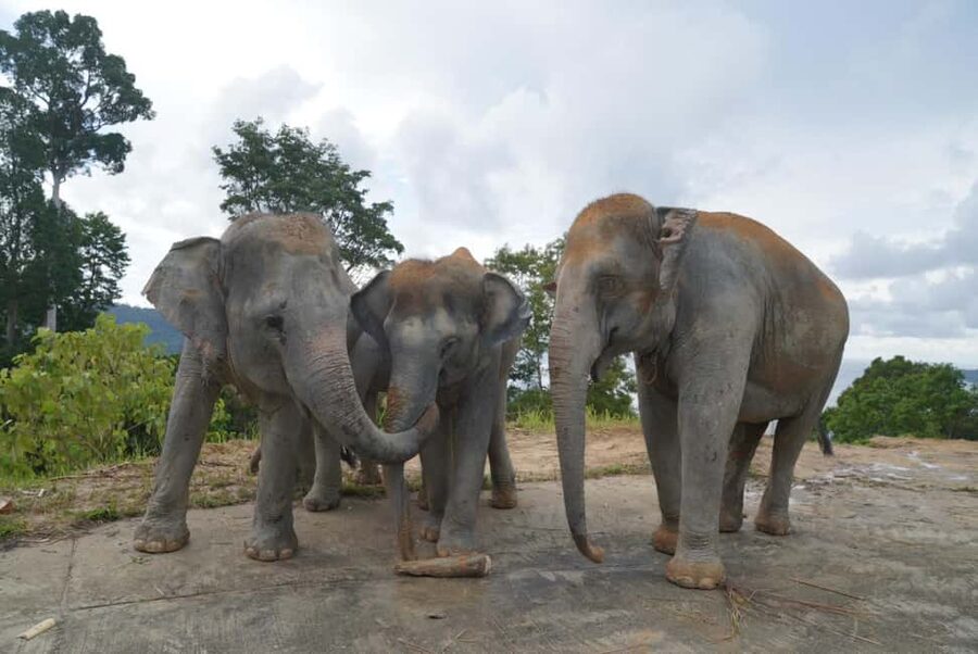 Phuket: Guided Walk Tour to Elephant Sanctuary with Transfer - A few practical points before you go