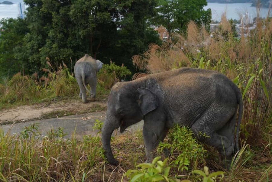 Phuket: Guided Walk Tour to Elephant Sanctuary with Transfer - Should you book it?