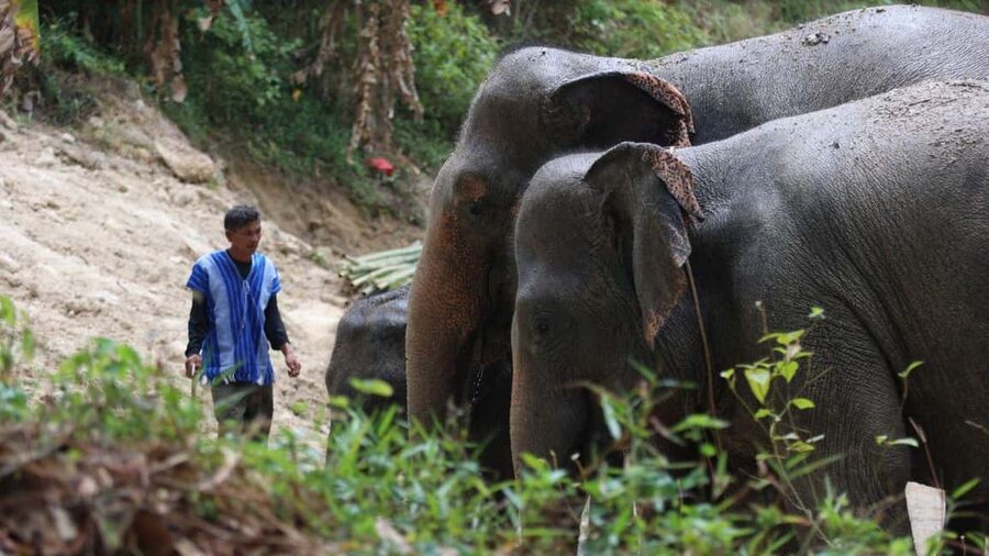 Phuket: Guided Walk Tour to Elephant Sanctuary with Transfer - FAQ