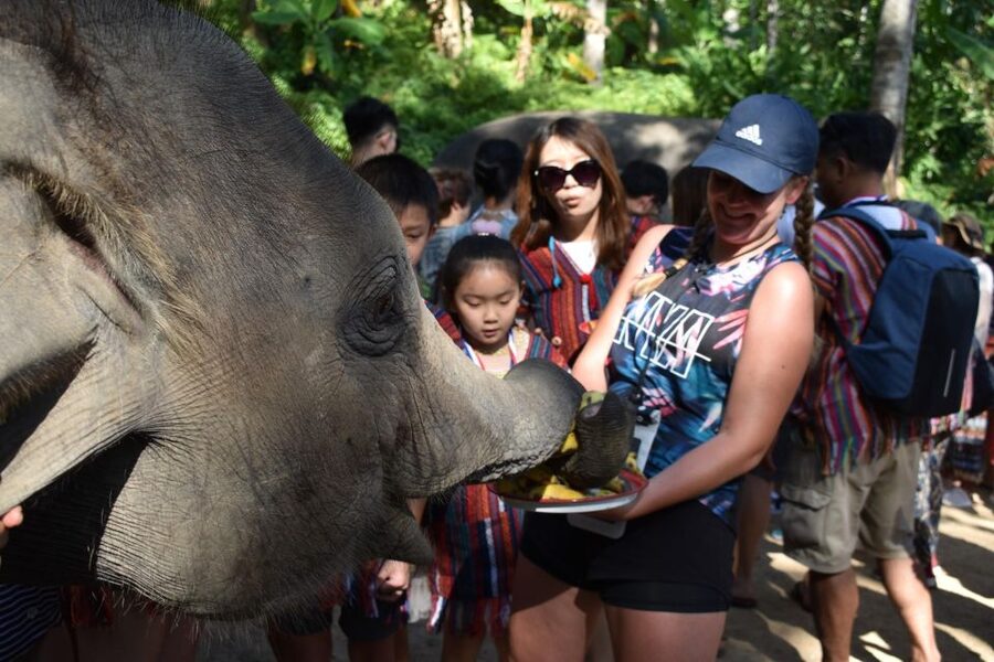Phuket: Half Day or 2-Hour Ethical Elephant Care Sanctuary - Feeding elephants is the heart of the visit