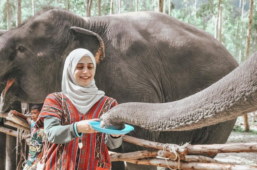 Phuket: Half Day or 2-Hour Ethical Elephant Care Sanctuary - Transfers can shape the day