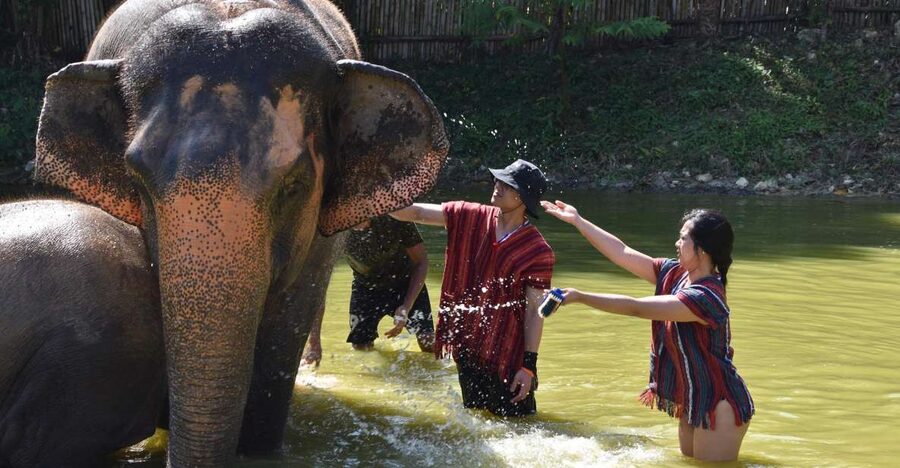 Phuket: Half Day or 2-Hour Ethical Elephant Care Sanctuary - Who should book this elephant experience?