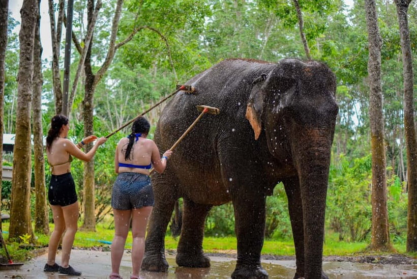 Phuket: Happy Hour Feed and Rain Shower with Elephant - A short afternoon visit, with no pickup