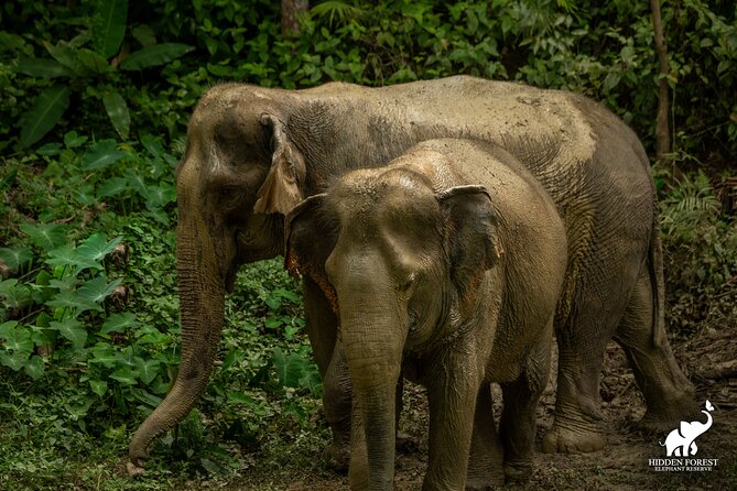 Phuket: Hidden Forest Elephant Reserve Guided Tour with Lunch - Letting the Elephants Choose the Route