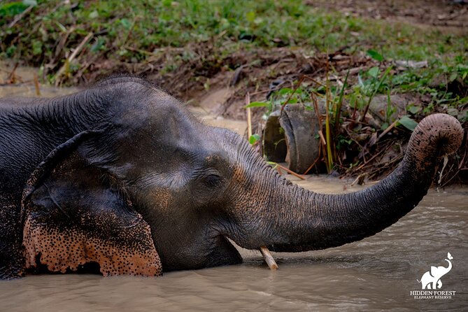 Phuket: Hidden Forest Elephant Reserve Guided Tour with Lunch - Forest Trails, Rest Huts, and Big Buddha Views