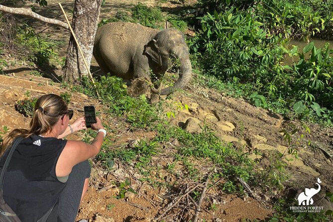 Phuket: Hidden Forest Elephant Reserve Guided Tour with Lunch - Transfers, Timing, and the $99 Price