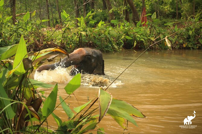 Phuket: Hidden Forest Elephant Reserve Guided Tour with Lunch - Should You Book Hidden Forest Elephant Reserve?