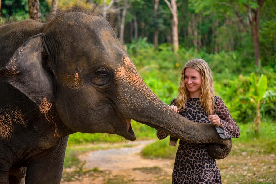 Phuket: Make & Meet The Gentle Giant Experience - What to know before you book