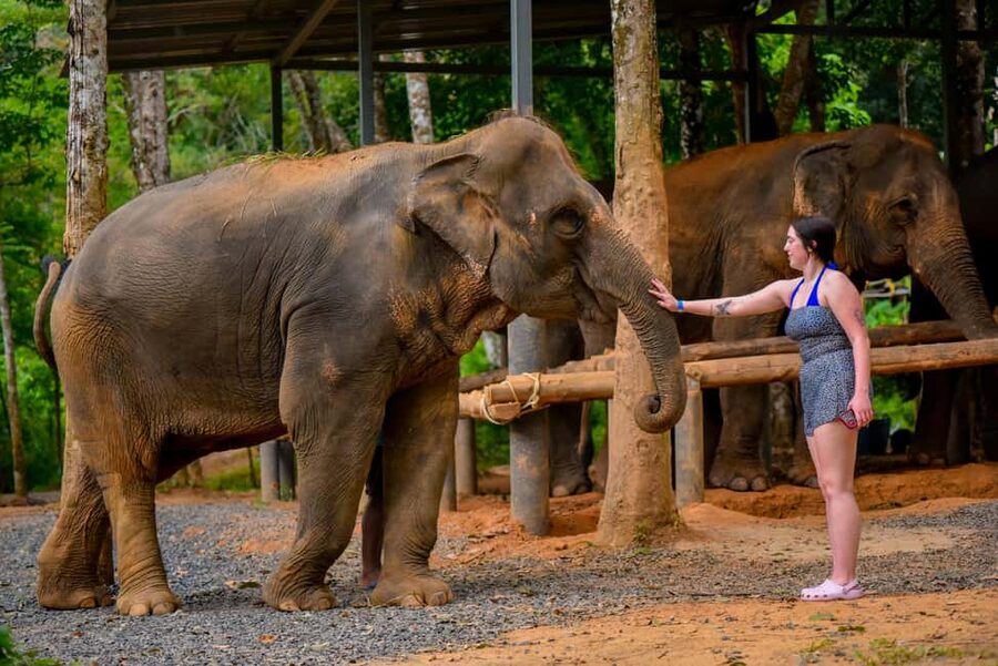 Phuket: Make & Meet The Gentle Giant Experience - Who should book this activity?