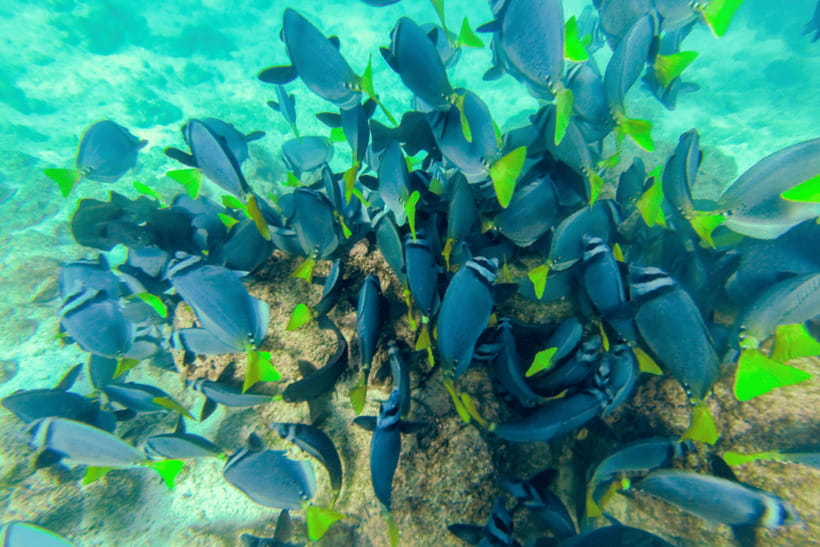 Phuket: Racha and Coral Islands Speedboat Trip with Lunch - What $56 covers, and what it does not