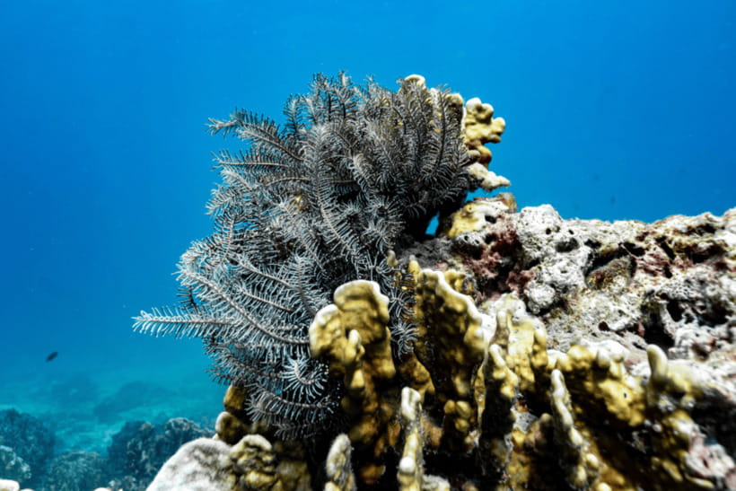 Phuket: Racha and Coral Islands Speedboat Trip with Lunch - Who will enjoy this island day