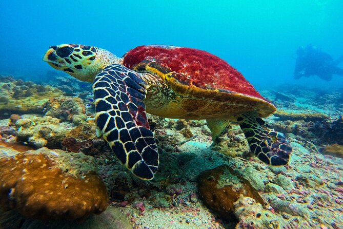 Phuket Scuba Diving: Racha Island Or Maiton Island For All Levels - What the beginner packages actually involve