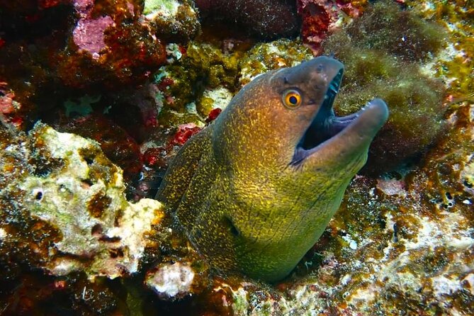 Phuket Scuba Diving: Racha Island Or Maiton Island For All Levels - What the $97.79 starting price gets you