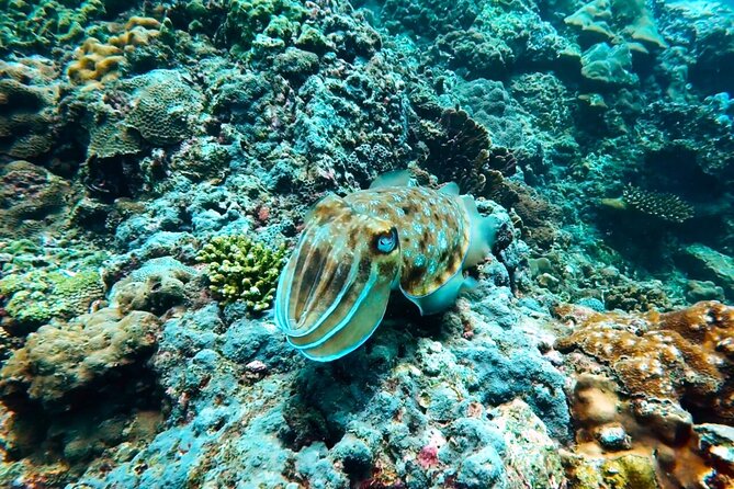 Phuket Scuba Diving: Racha Island Or Maiton Island For All Levels - Safety, reef care and the limits of a perfect day