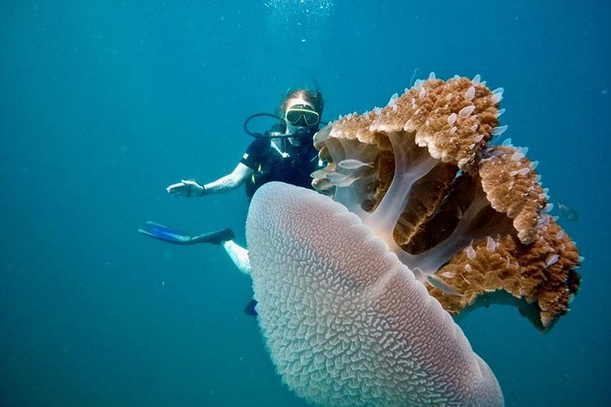 Premium Guided Scuba Diving Day Trip for Certified Divers - Setting out from Chalong at 8:00 am