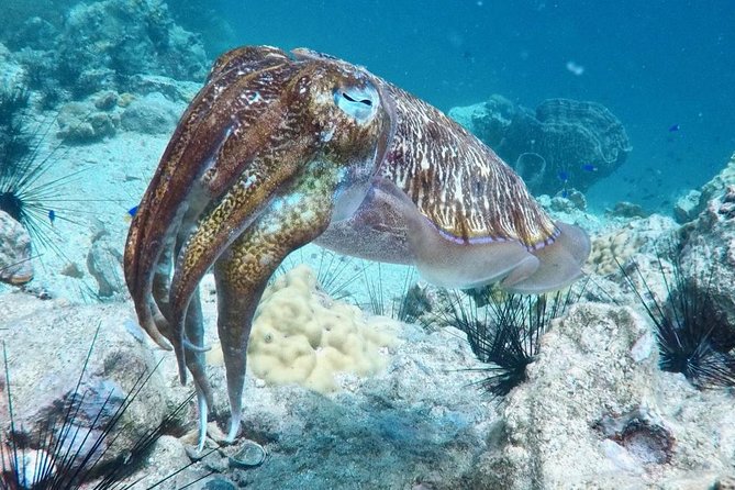 Premium Guided Scuba Diving Day Trip for Certified Divers - Lunch, snacks and drinks on board
