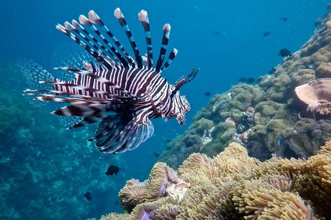 Premium Guided Scuba Diving Day Trip for Certified Divers - Who should choose this Phuket outing