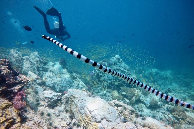 Premium Guided Scuba Diving Day Trip for Certified Divers - Practical details to settle before booking