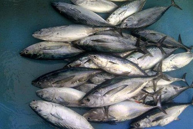 Racha Island Game Fishing & Trolling From Phuket - A few useful details before you book