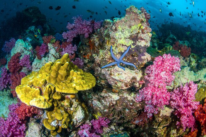 Scuba Diving Daytrip to Racha Yai - Is this Racha Yai trip right for you?