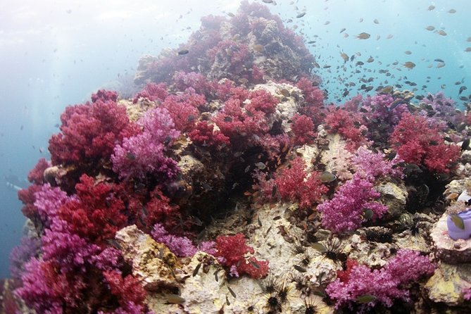 Scuba Diving in Phuket – Full-Day Trip (3 Dives, All Included) - Three stops, with the route set by the day