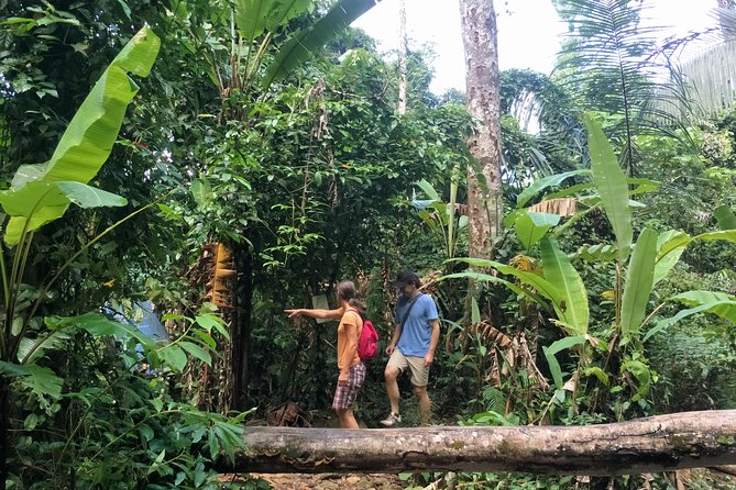 Small-Group Jungle Hiking Excursion in Khao Phra Teaw Park - From Ton Sai Waterfall into the trees