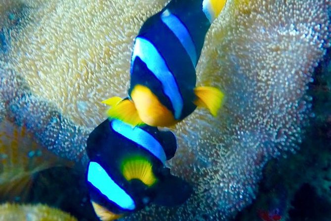 Small Groups of 20 people - Phi Phi & Bamboo Islands with Lunch - The cave and Maya Bay: famous sights, changing access